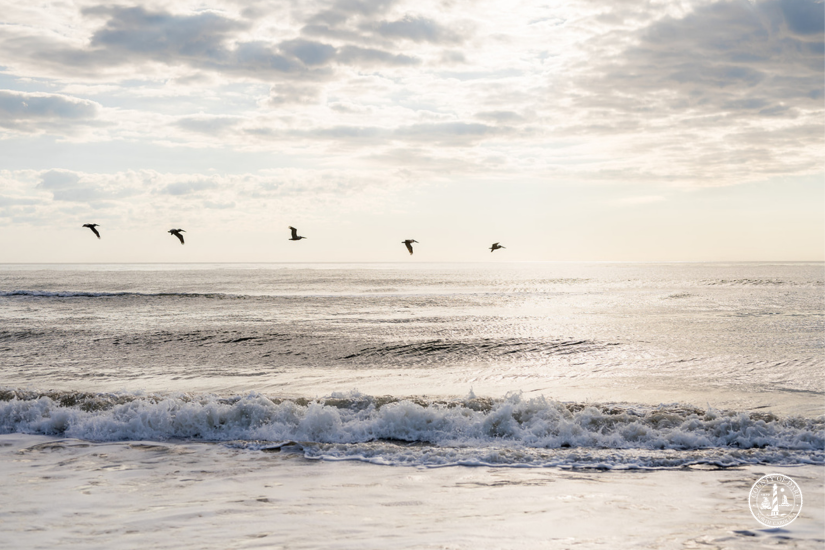 Pelicans flying over waves gently crashing along a Dare County beach.