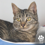 Image of Preston the tabby cat. A logo sits in the bottom right corner of the image which reads, "OBX SPCA Dare County Animal Shelter"