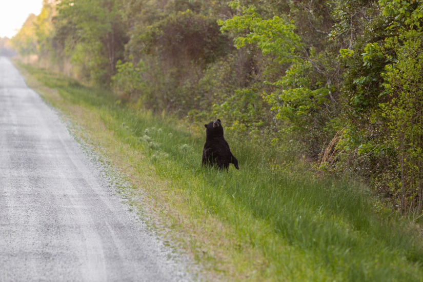 Image of a bear in Alligator River National Wildlife Refuge.