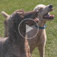 Image of two poodles standing together. A "play" symbol signifies that clicking here will play a video.