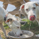 Image of puppies drinking from a water bowl. A "play" symbol overlays the image signifying this will play a video when clicked.