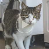 Image of a brown and white cat. A play button overlays the image signifying that a video will play when clicked.