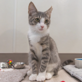 Image of a sweet little gray and white kitten.