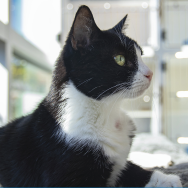 Image of a beautiful black and white cat lounging peacefully.