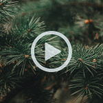Image of a spruce tree, up close. A play symbol signifies that clicking this image will play a video about Christmas tree disposal.