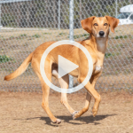 Image of a golden short-haired dog with long legs and long floppy ears. A play button signifies that a video will play when clicked.