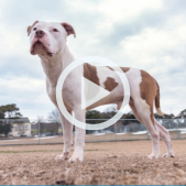  Image of beautiful white and brown spotted dog with floppy little brown ears. 