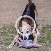 Image of a brown and black dog with a gray face playing with a stuffed toy in a grassy area. Click to watch a video about this dog.