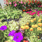 Image of plants lined up for sale.