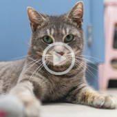 Image of a beautiful gray tabby cat with striking green eyes.