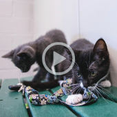 Image of two adorable kittens. A play button overlay signifies that clicking this image will play a video about the featured kittens.