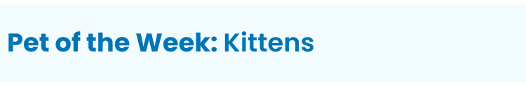 Heading: Pet of the Week: Kittens