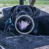 Image of a smiling gray dog sitting under a picnic table. A play button signifies this will play a video when clicked.