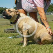 Image of Chloe the dog. A play button shows that a video about Chloe will play when clicked.