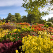 Image of a colorful fall garden.