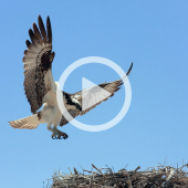 Image of an osprey landing on a stick next. A play button overlay signifies that a video about ospreys will play when clicked.