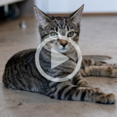 Image of an adorable brown tabby kitten laying on the floor.