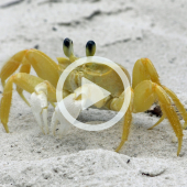 Image of a ghost crab. A play button overlay signifies that a video will play when clicked.