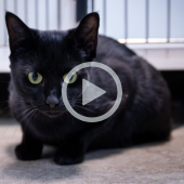 Image of a beautiful black cat with green eyes. A play button signifies that a video will play when clicked.