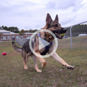 Image of a german shepard running. A play button signifies that a video will play when clicked.