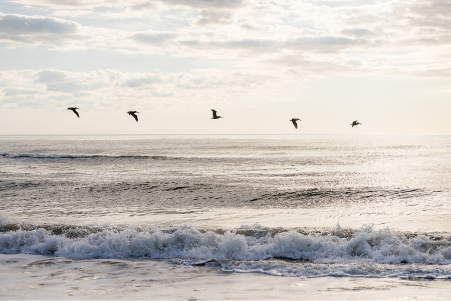Image of pelican gliding through the air over waves crashing along the beach.