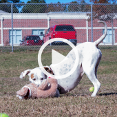 Image of a cute white dog playing with a stuffed toy.