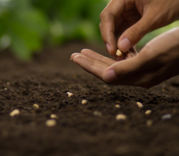 Hands planting seeds