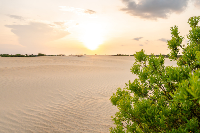 Image of a sandy dune line within Jockey's Ridge State Park
