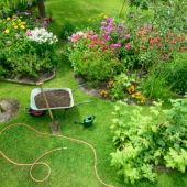 Image of a lush garden with a wheelbarrow filled with dirt, shovel and garden hose set to the side. 