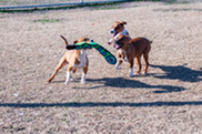 Three brown and white puppies playing together with a stuffed toy
