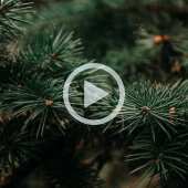 Close-up image of a spruce tree. A play button overlay signifies that a video about tree disposal in Dare County will play when clicked.