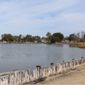 Blount Bay from Colington Island featuring ducks and damaged bulkheading.
