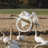 Image of tundra swans gathered in a marsh. A play button signifies that a video about the swans will play when clicked.