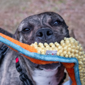 Image of an adorable brindled dog holding a toy in her mouth.
