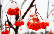 Red berries on a tree in winter