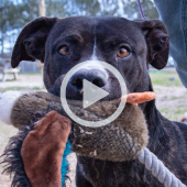 Image of a dog holding a toy in her mouth. A play button signifies that a video about the dog will play when clicked.