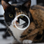 Image of a beautiful adoptable calico cat. A play button signifies that a video about the cat will play when clicked. 