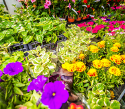 Image of flowering plants for sale.