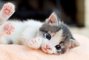 Cute black and white kitten snuggling on a blanket