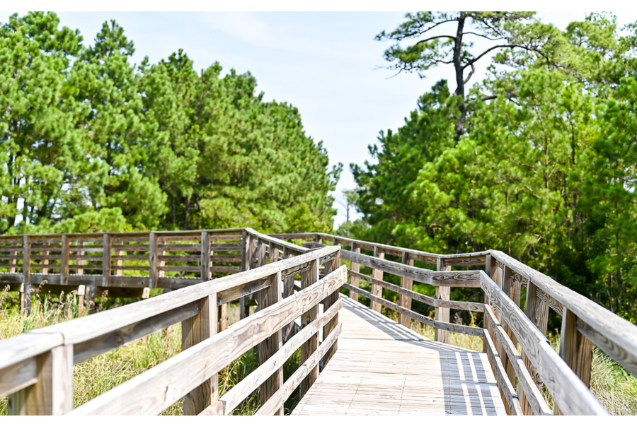 Image of the wooden boardwalk section of Marshall Gussie Collins Trail walking trail.