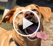 Image of a yellow lab smiling with her tongue out.