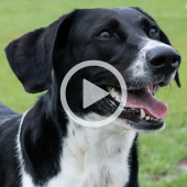 Image of a black and white dog. A play button shows that a video will play when clicked