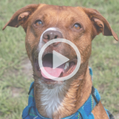 Image of a smiling brown dog. A play button symbolizes that a video will play when clicked.