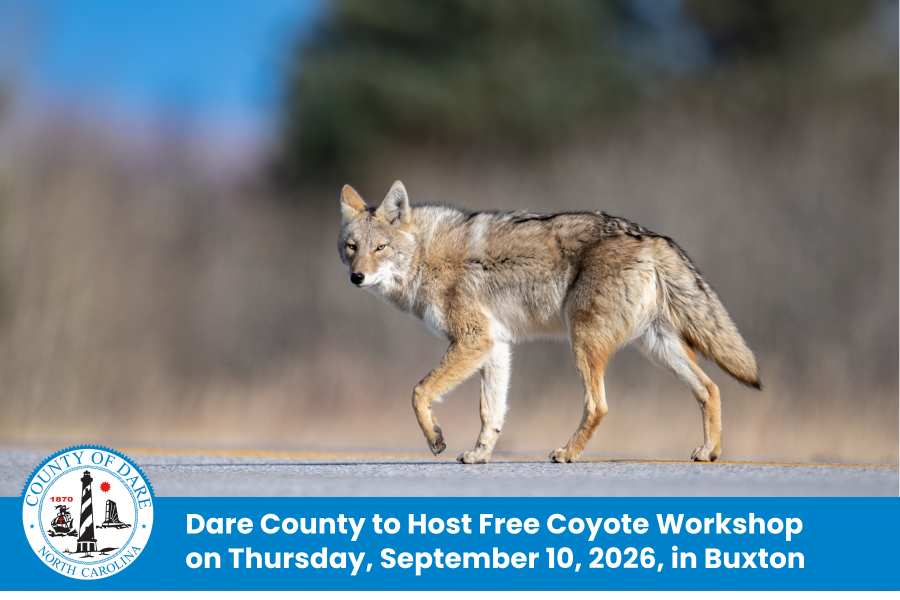 Image of a coyote walking down a street. Heading: Dare County to Host Free Coyote Workshop on Thursday, September 10, 2026, in Buxton