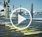 Mahi and tuna fish from a fishing expedition are lined up on a dock. A play button shows that a button will pay when clicked.