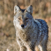 A coyote stands gazing at the camera.