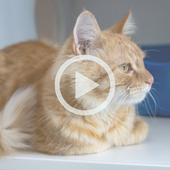 An orange cat sits gazing out a window. A play button signifies that a video will play when clicked.
