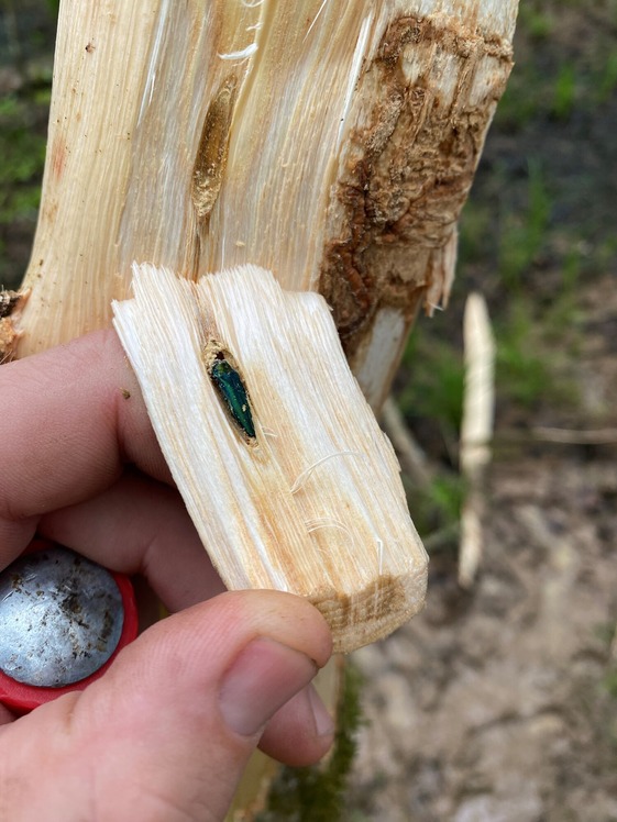 EAB being extracted from a tree in Anson County