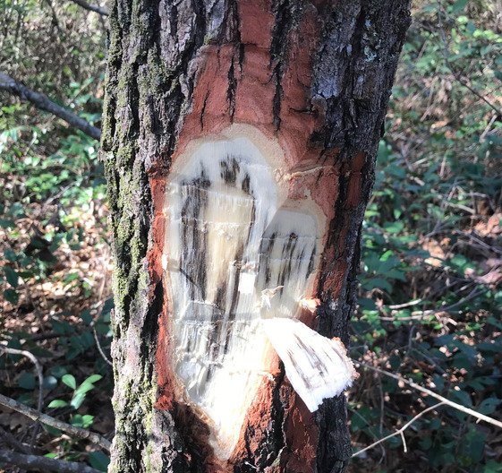 Symptoms of laurel wilt