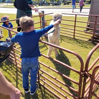 Kid pets an alpaca at the Fall on First Avenue event in Knightdale, NC